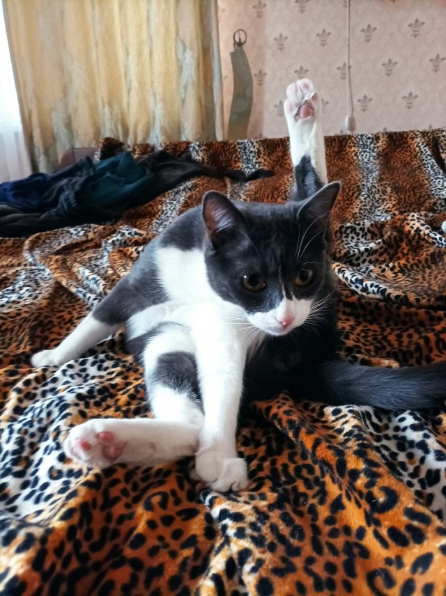 Котовторник. Картинки и буквы 08.02.22