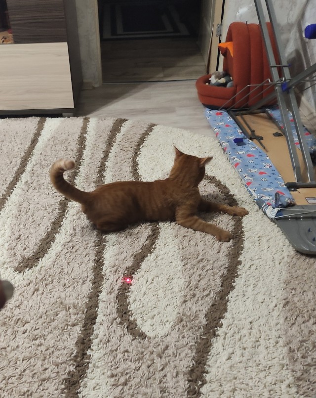 Котовторник ведь начался!