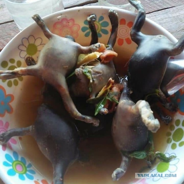 Десять самых отвратительных продуктов, которые едят люди ‒ гастрономический мазохизм