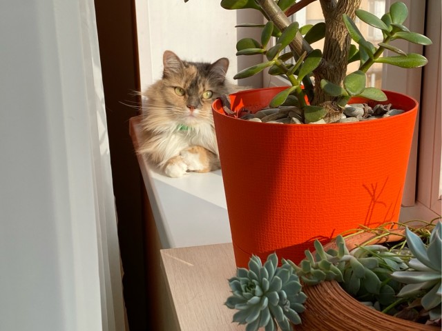 Ура! Котовторник.