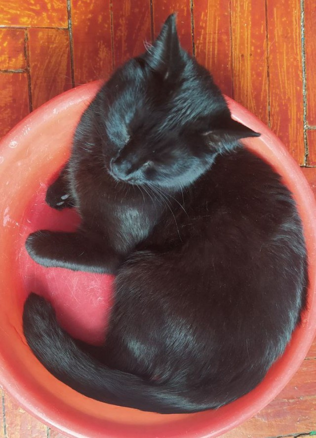 Котовторник 19.07.22