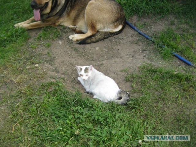 Жизнь домашнего приюта для котеек 410