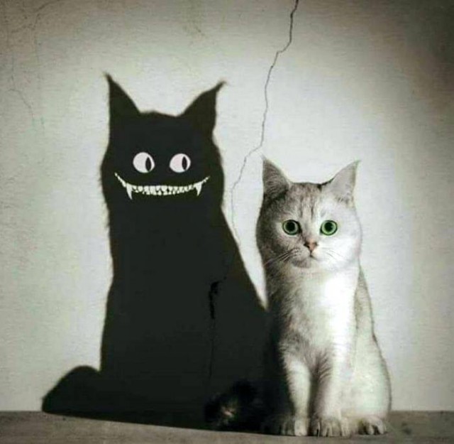 "Мой" котовторник