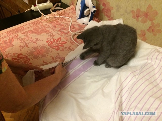 - Подтяни! - Щя!