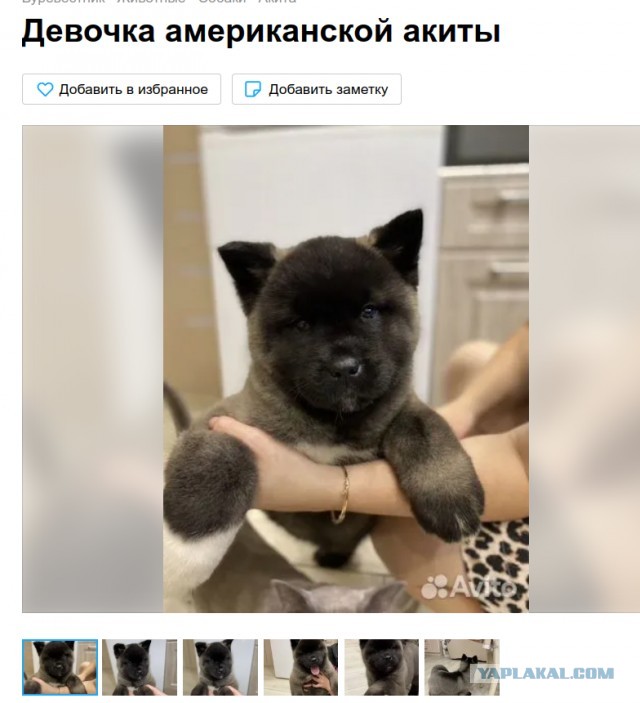 Спас братюню, теперь сам кряхти