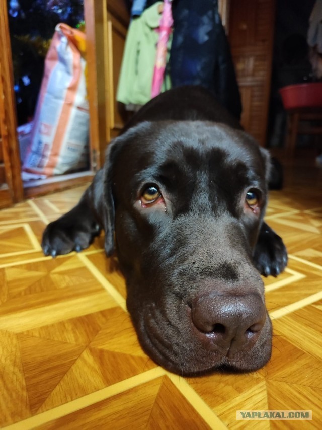 Будущий лабрадор