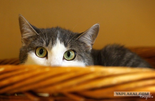 Котовторник 26.03.2013