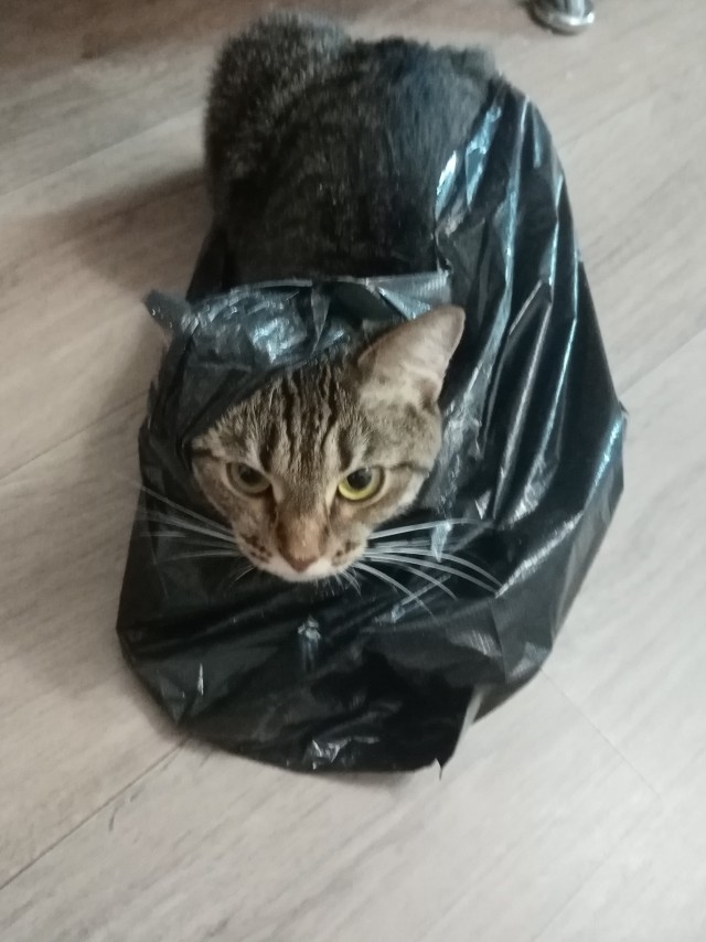 Я опять кота нашёл