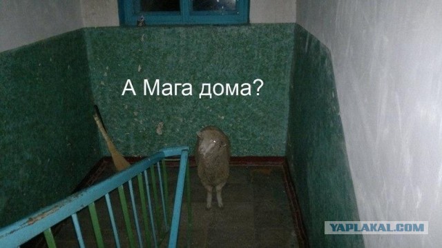 Мальчик vs. барашек