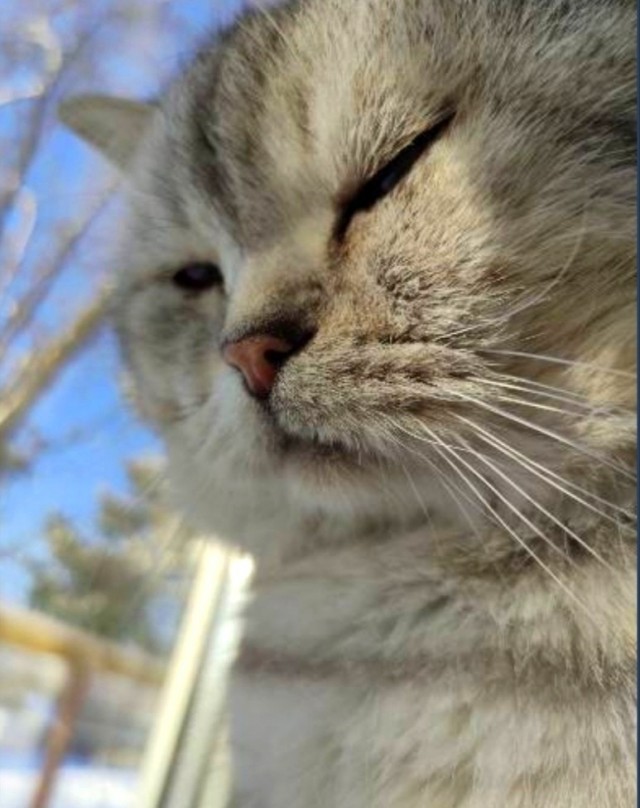 Гоша вчера ушёл на радугу!