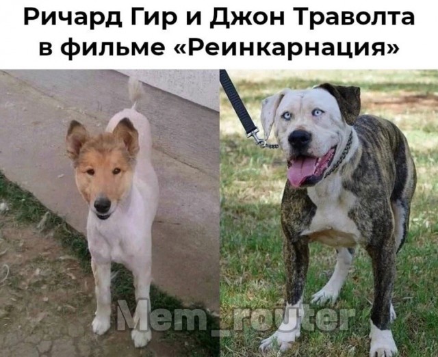 Отряд быстрого деградирования