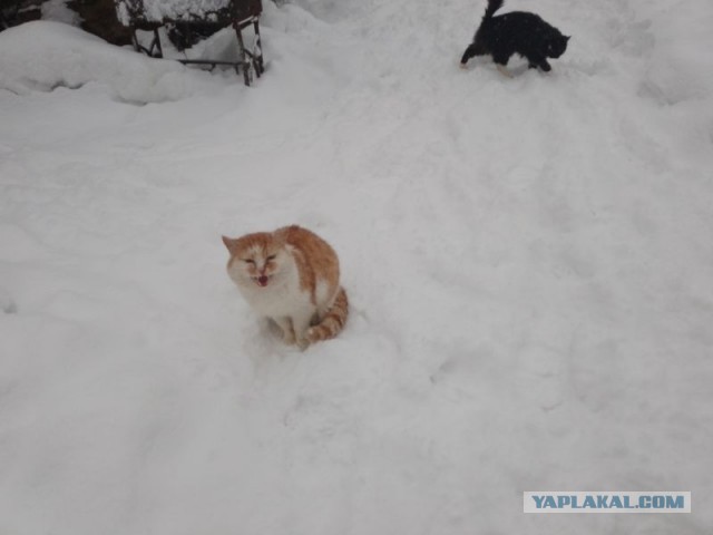 Жизнь домашнего приюта для котеек 479