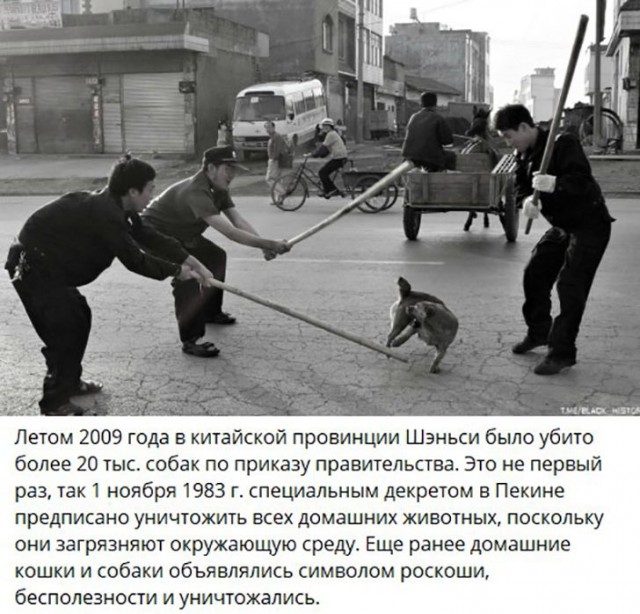 Собаки из истории в картинках