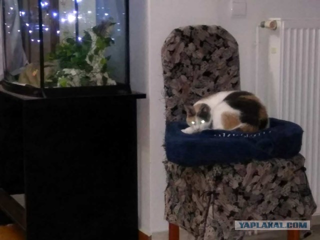 Купила кошке ковëр