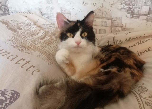 Не котовторник, но принимайте дважды