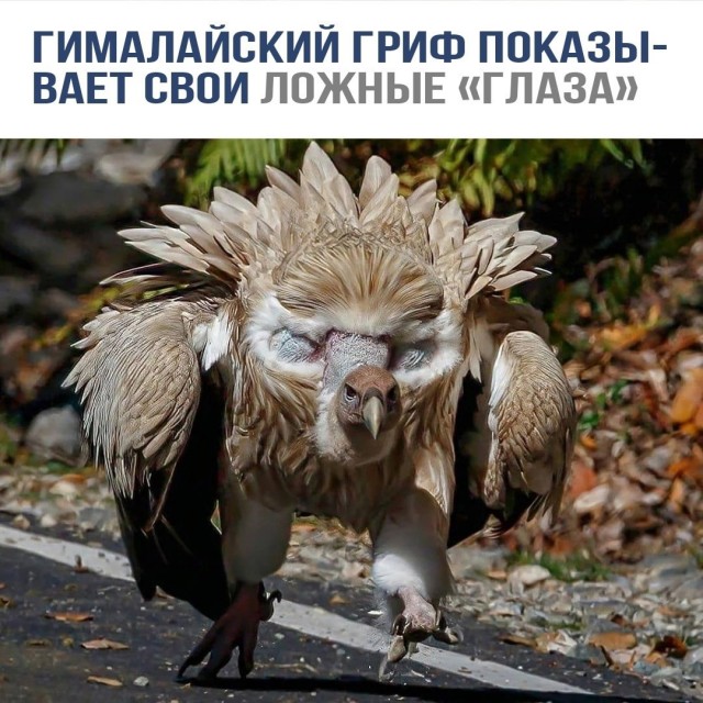 Так себе картинки 17.02.25
