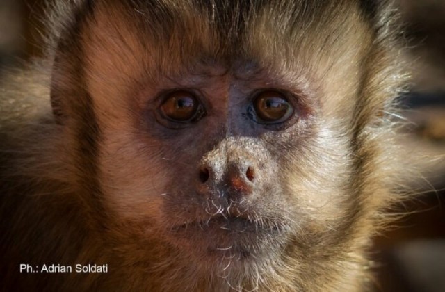 Как деньги делали из обезьян людей (интересный эксперимент учёных Йельского университета)