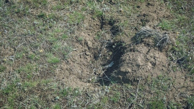 Воинские останки вылезли наружу у кладбища в Россошках