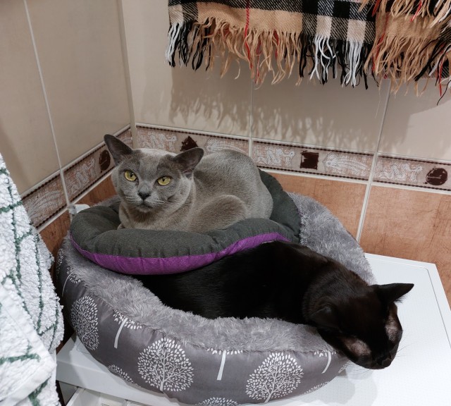 Котовторник