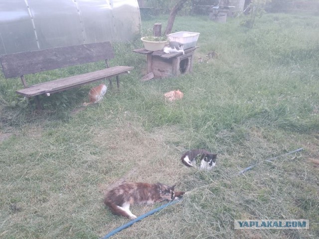 Жизнь домашнего приюта для котеек 550