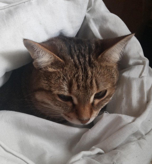 К котовторнику