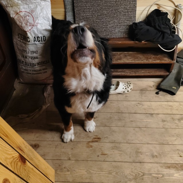 Банный день!