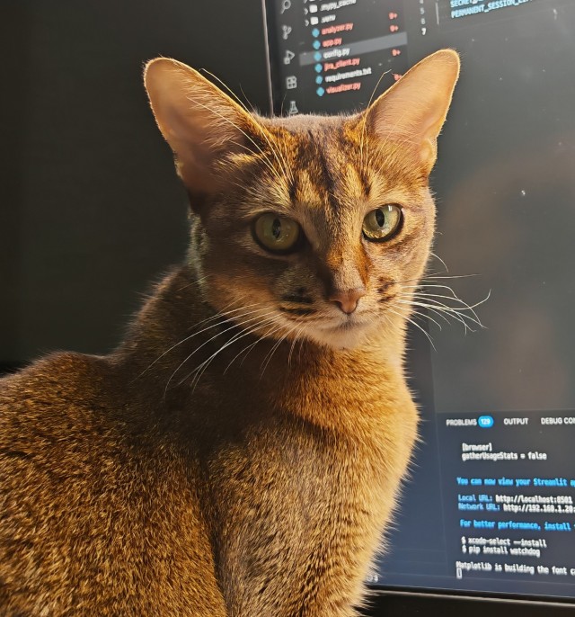 Моему коту Тому 2 года