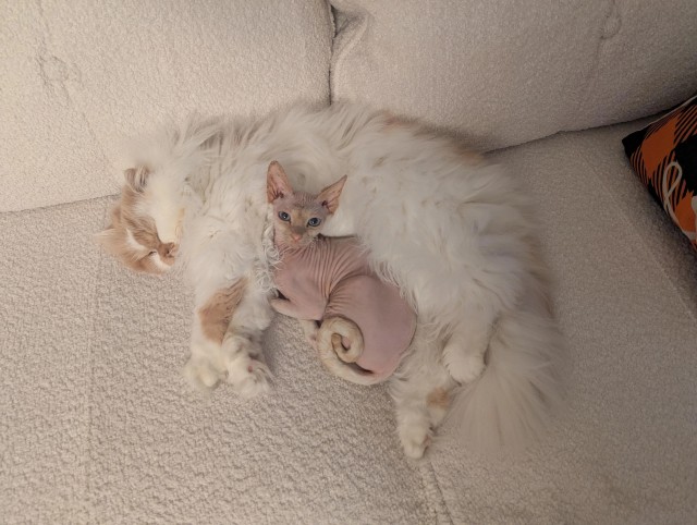 Противоположности притягиваются (котовторник)