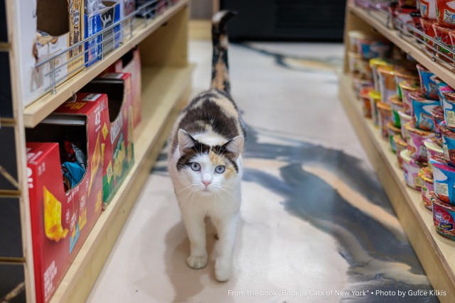 Трëхцветная кошка, которая живëт в магазине