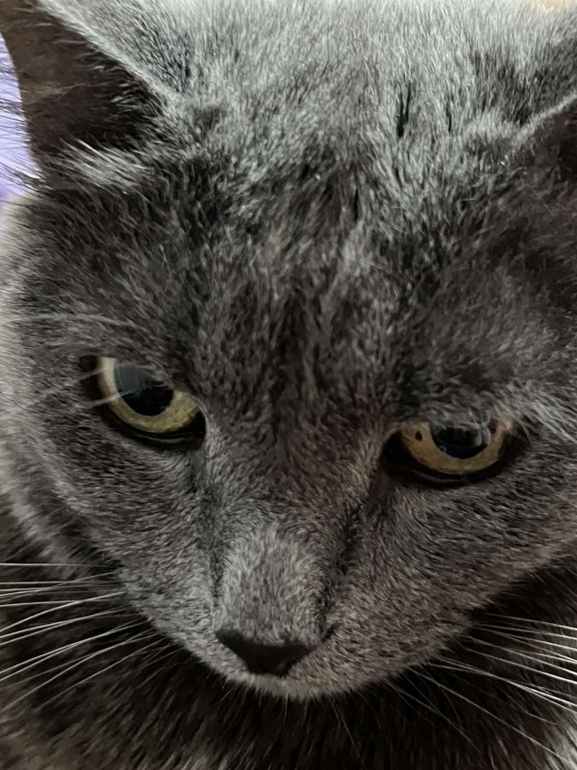 Наши коты