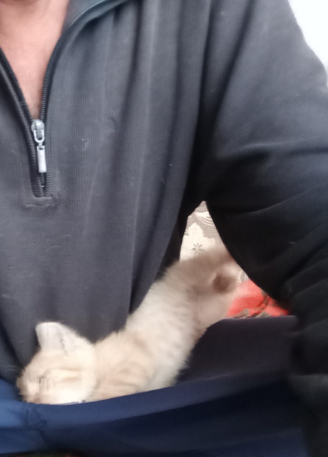 Маленький рыжий сплюшка (котовторник)