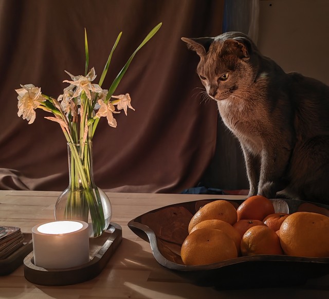 Ламповый кот