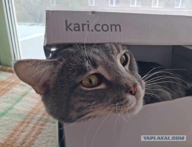Котовторник. Зифи