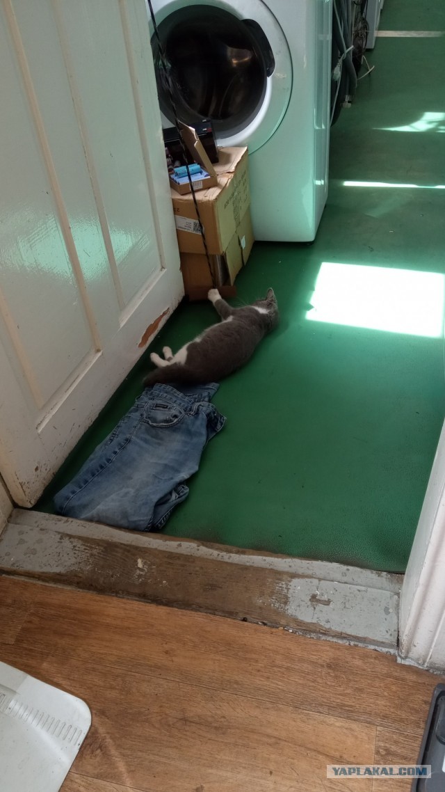 Кот в котовторник