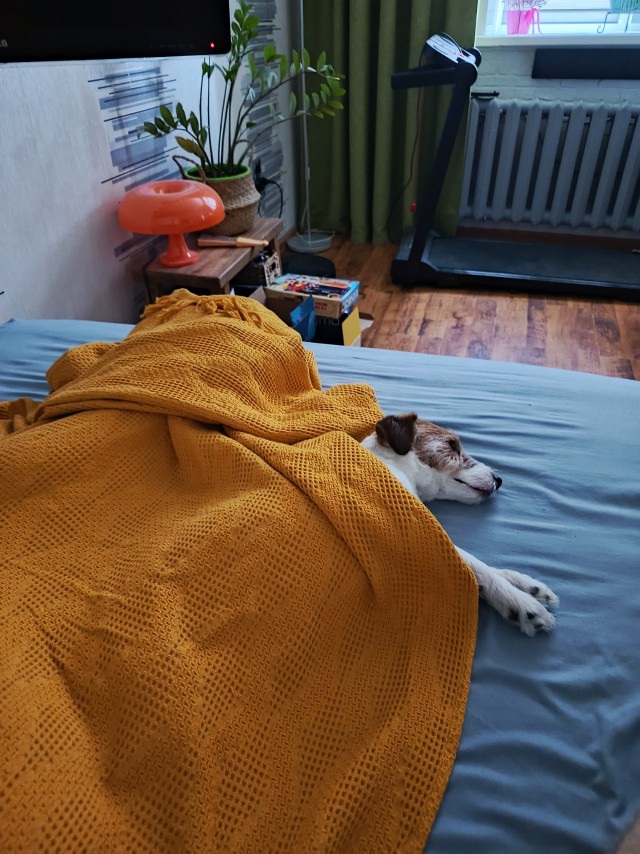 Мой собакочетверг