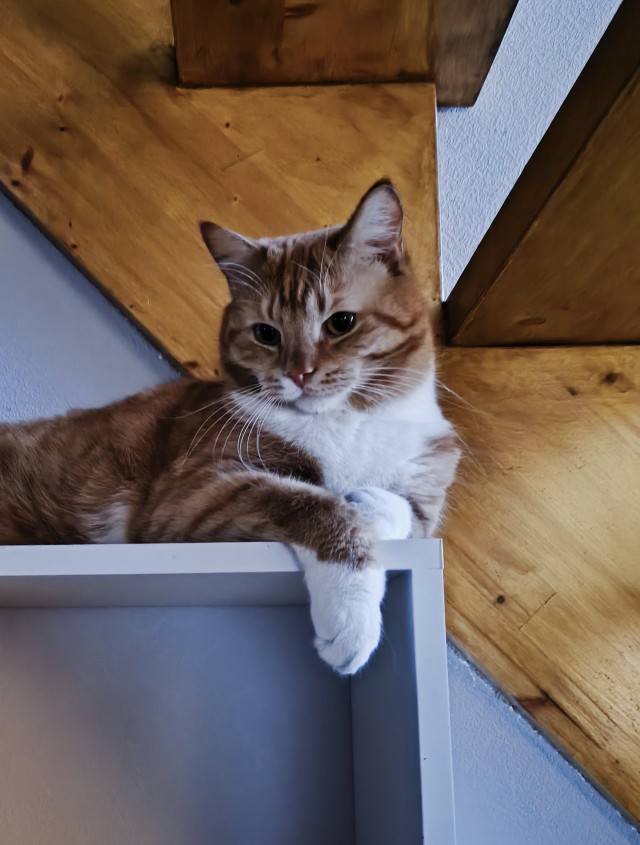 Фотки красивого кота.