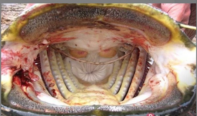 Рыбовод хренов