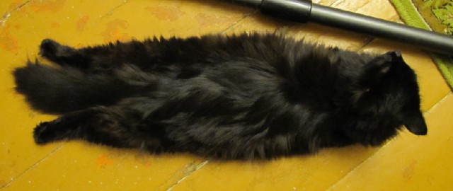 Котейка, который не знает как лежат котейки