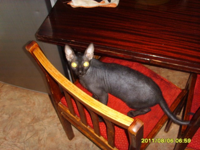 Котовторник на 24.09.2013г