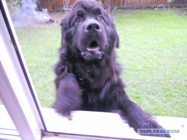 Собакочетверг на 02.01.2014