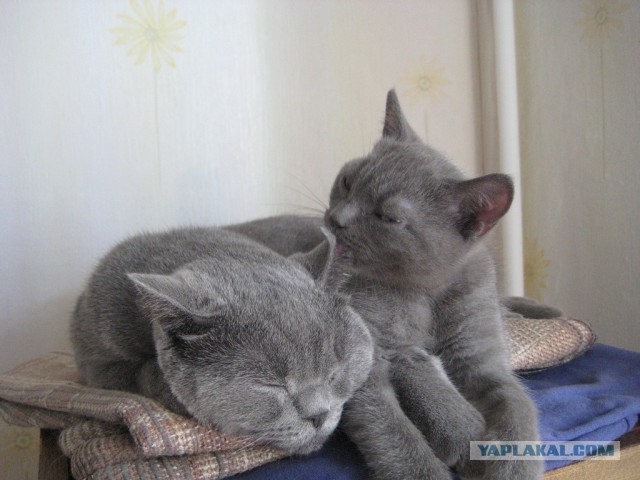 Котовторник 25.02.2014