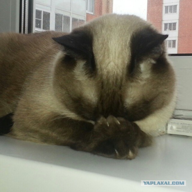 Котовторник 04.03.2014