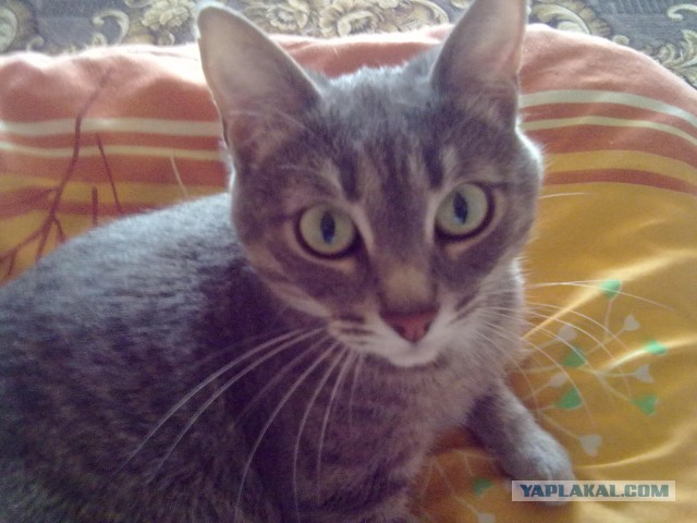 Котовторник 04.03.2014