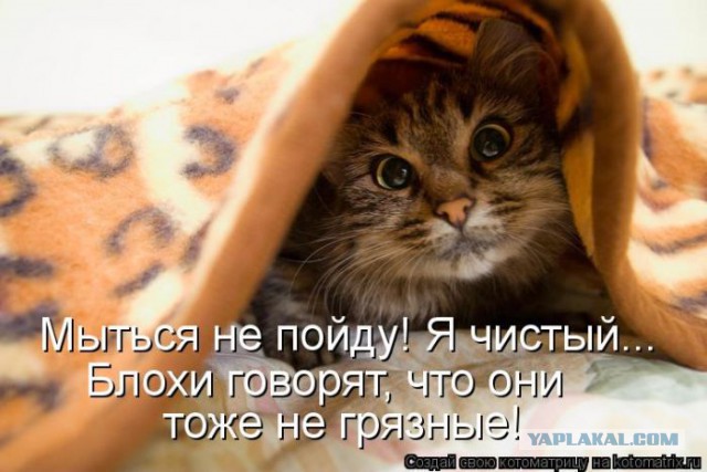 И от нее нигде не спрятаться, не скрыться...