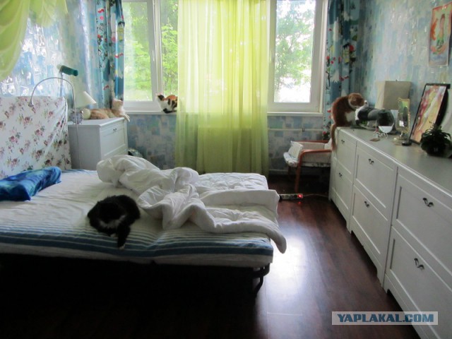 Котовторник 05.08.2014