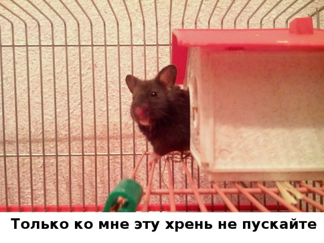 Чужие среди нас