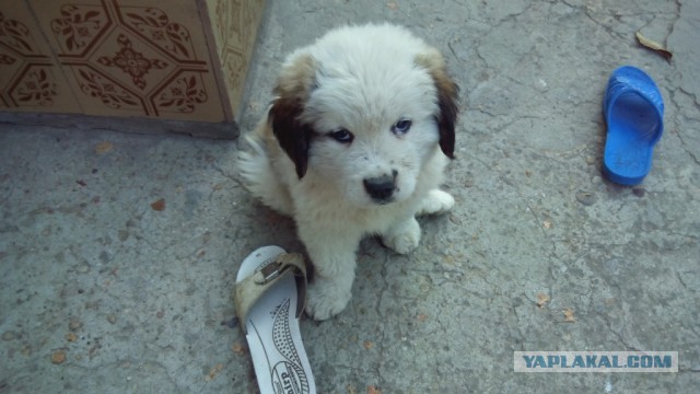 Сабакочетверг 28.08.2014