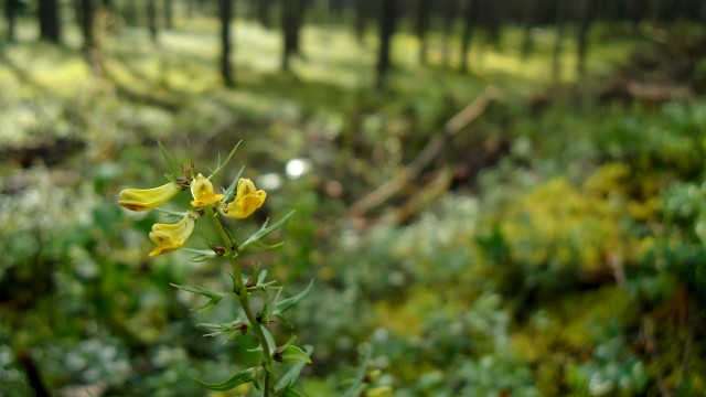 Черника 20.07.11