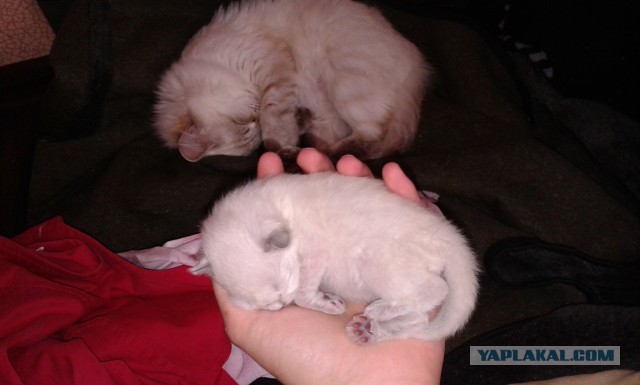 Котовторник 7.10.2014