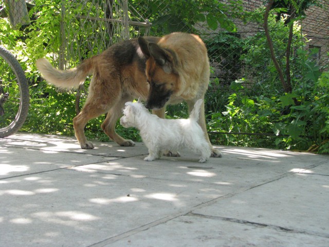 21 повод быть благодарным собаке